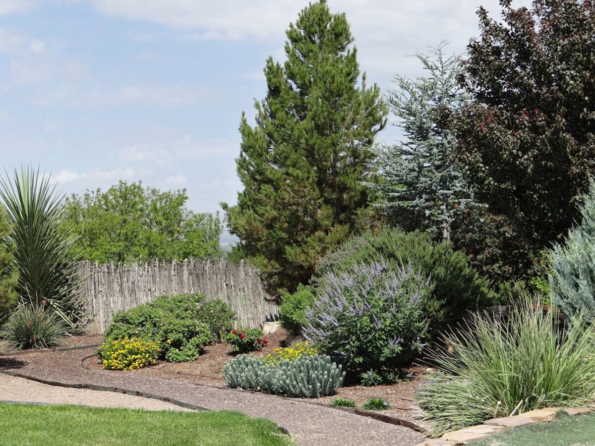 Tranquil garden scene with diverse plants and trees in Marathon, Texas under a clear sky.
